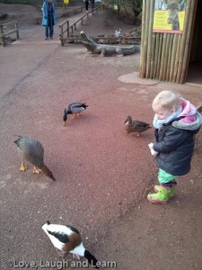 South Lakes Wild Animal Park