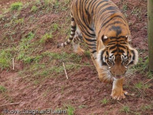 South Lakes Wild Animal Park