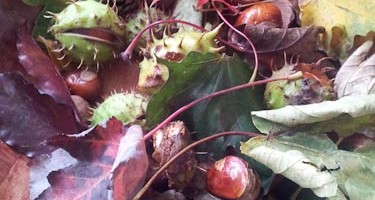 autumn leaves conkers