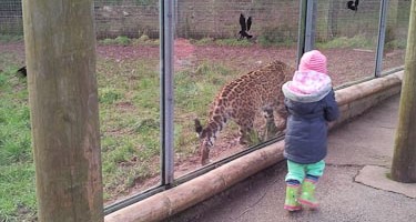 South Lakes Wild Animal Park